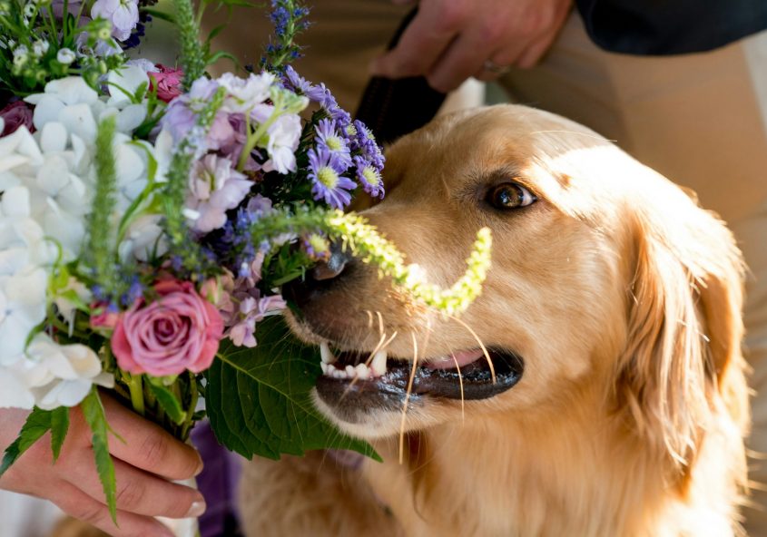 Golden Retriever Hochzeit Brautstrauß Brautpaar Hund
